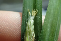 Carex flaccosperma