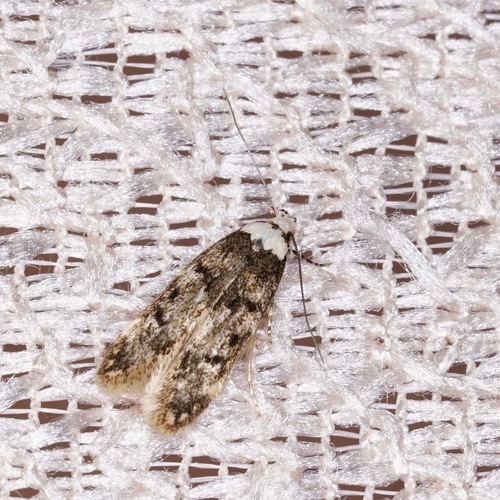 Oecophoridae image