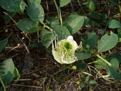 Capparis spinosa herbacea