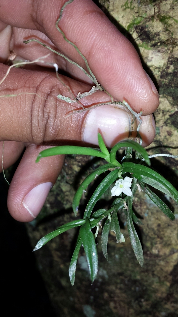 Angraecum pterophyllum