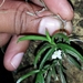 Angraecum pterophyllum - Photo no hay derechos reservados, subido por Romer Rabarijaona