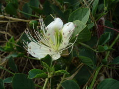Capparis spinosa herbacea