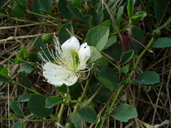 Capparis spinosa herbacea