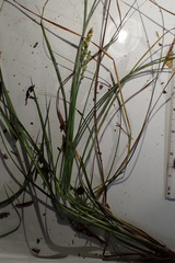 Carex vulpinoidea
