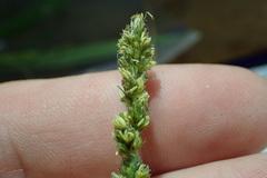Carex vulpinoidea
