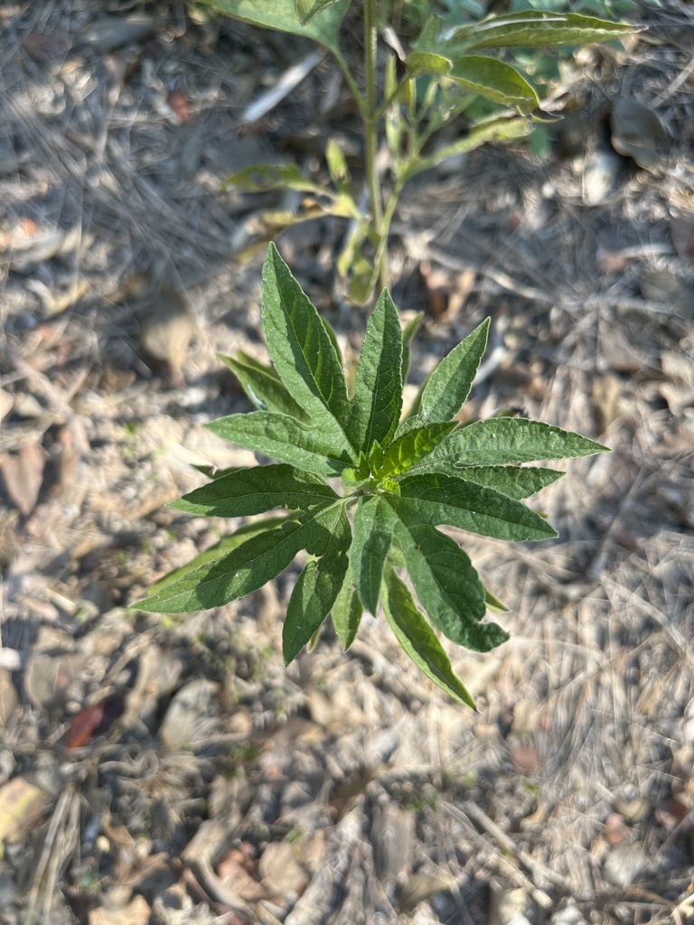 False Ragweed Texas giant ragweed from University of the Incarnate Word, San Antonio, TX ...