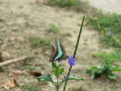 Graphium sarpedon connectens