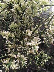 Colletia hystrix