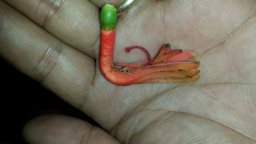Laitaka (Bakerella grisea)