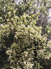 Colletia hystrix