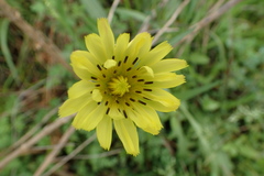 Pyrrhopappus carolinianus