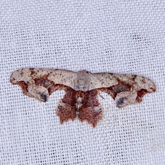 Calledapteryx dryopterata