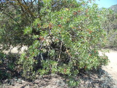 Pistacia atlantica mutica