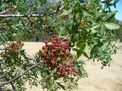Pistacia atlantica mutica