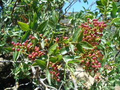 Pistacia atlantica mutica