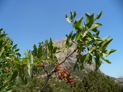 Pistacia atlantica mutica