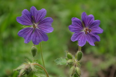 Geranium platypetalum