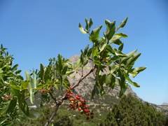 Pistacia atlantica mutica