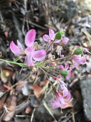 Alstroemeria revoluta