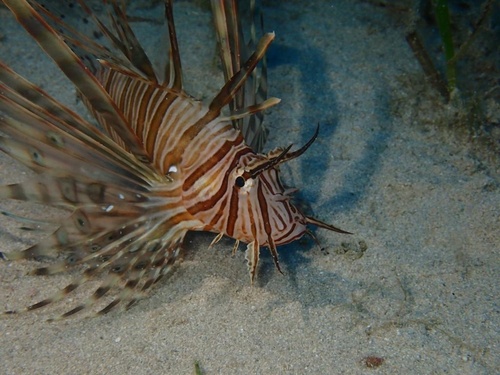 Indian Lionfish, Mar Mediterraneo, Leporano, Puglia, IT, photo 9 of 10