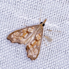 Hydropionea fenestralis