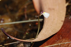 Utricularia linearis