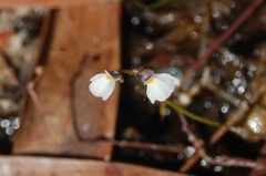 Utricularia linearis