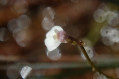 Utricularia linearis