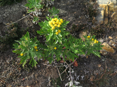 Ajania pallasiana