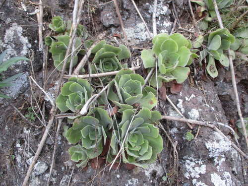 Aeonium canariense subsp. virgineum image