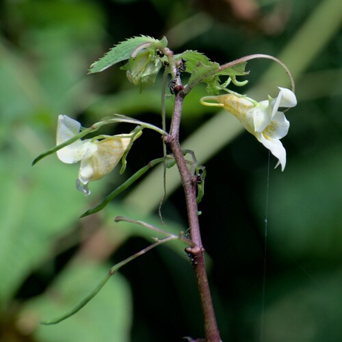 Impatiens tricornis, photograph 5