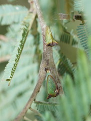 Sextius virescens
