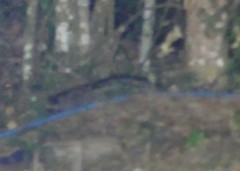 Paradoxurus musangus