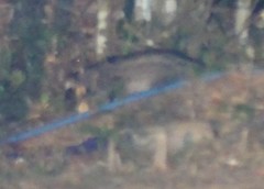 Paradoxurus musangus