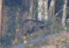 Paradoxurus musangus