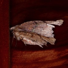 Phyllodonta