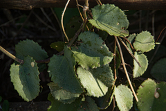 Cissus rotundifolia image