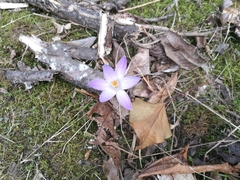 Crocus ilvensis