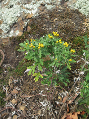 Ajania pallasiana