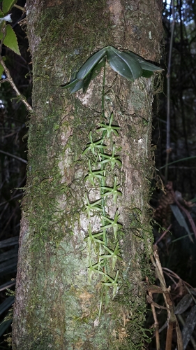 Aerangis pallidiflora image