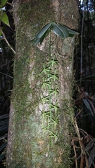 Image of Aerangis pallidiflora