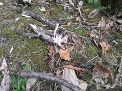 Crocus ilvensis