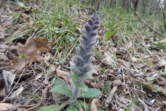Ajuga orientalis