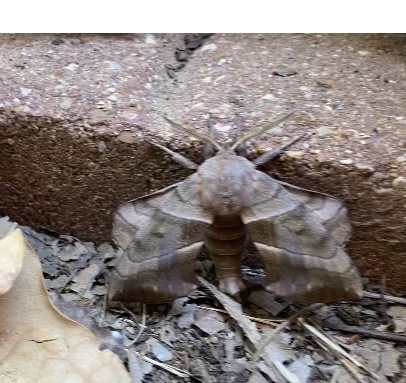 Walnut Sphinx from Darryl Dr, Denison, TX, US on August 29, 2023 at 02: ...