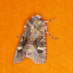 Lacinipolia olivacea