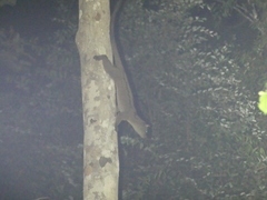 Arctogalidia trivirgata