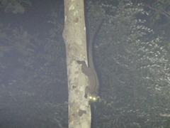 Arctogalidia trivirgata