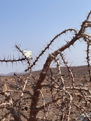 Pachypodium lealii image