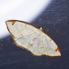 Microxydia orsitaria