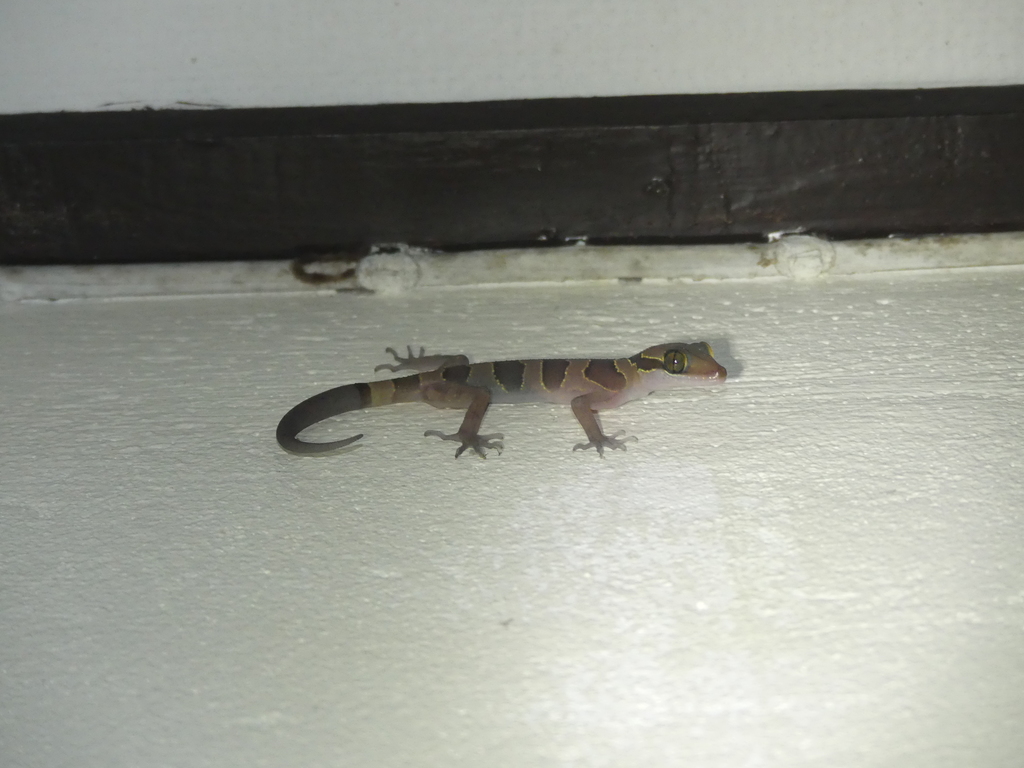 Intermediate Bow-fingered Gecko
